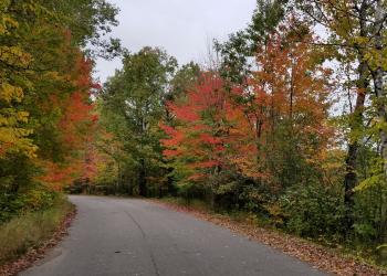 Colorful trees lining a paved road in fall.