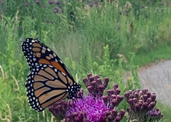 A monarch butterfly on a flower with a gray building in the distance.