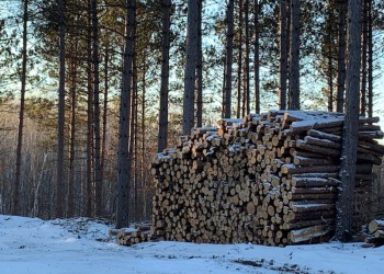A pile of logs in the snow.