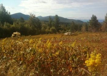 green mountain and finger lakes national forests