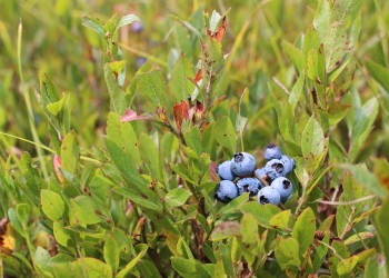 blueberries in a field