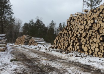 tree logs stacked along a muddy and snowy road