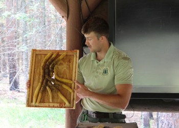 A Forest Service employee holding a bee colony.