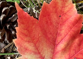 Red maple leaf on the ground next to a red pine cone. 