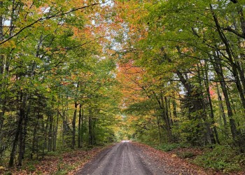 Tunnel of trees popping with fall color on the 600 Road on the Superior National Forest. 