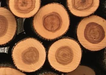 cut timber