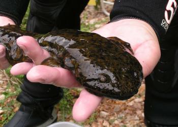 a hellbender