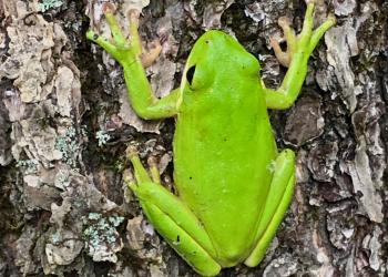 a green tree frog on a tree