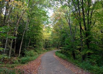 A dirt road lined with trees and fallen leaves.