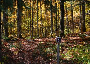 A hiking sign in fall. The trees are yellow and green. The ground is covered in red and orange leaves.