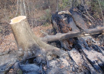 A fire damaged tree that was cut down