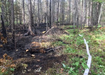 A fireline, one side is green, the other has burned stumps and trees