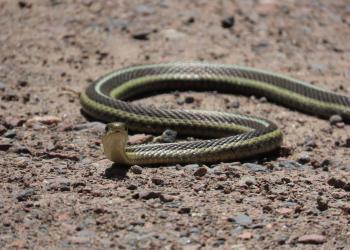 A snake