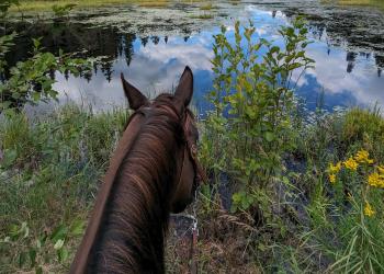 A horse overlooking water