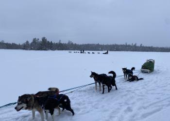 Dogs mushing with a sled