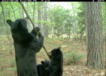 A black bear and her cubs looking for food