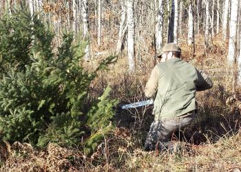 a man holding a chainsaw cutting a christmas tree