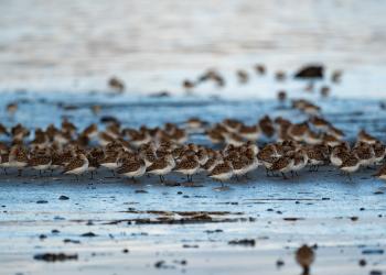 A flock of western sandpipers roosts in the mudflats of Cordova, AK during migration season.