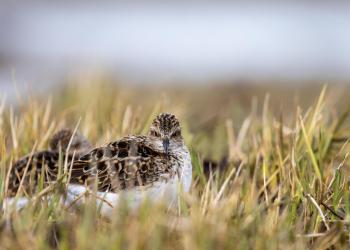 A ground level view of a least sandpiper roosting in short grass, looking into the camera.