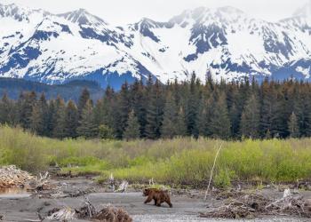 A brown bear walks by driftwood in Cordova. Mountains and forest in the background. Daytime, summer