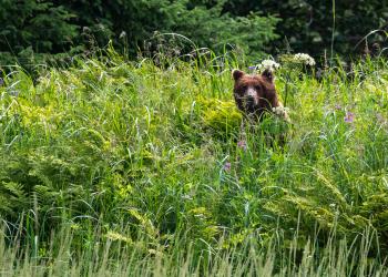 A brown bear peaks above some wildflowers in a meadow.