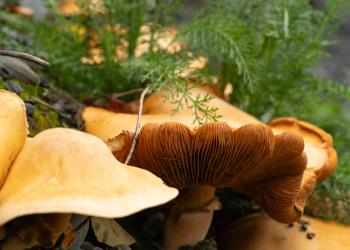 Orange Fungus fill the view with other foliage.