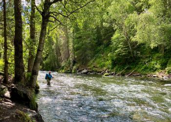 Someone enjoys some solitary fishing under a clutch of trees on the bank of the Russian River.