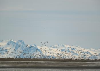 A flock of snow geese take flight from the Alaganik Slough with distant view of snowy mountain range.
