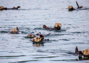 Otters swim in the ocean near Cordova, AK.