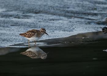 A sandpiper walks through shallow water.