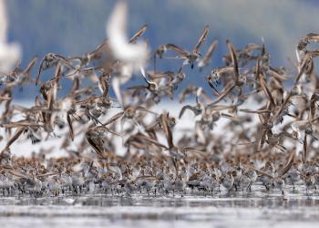 Sandpipers lift off at Hartney Bay in Cordova, Alaska