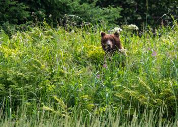 A brown bear peeks his head out of high wildflowers.