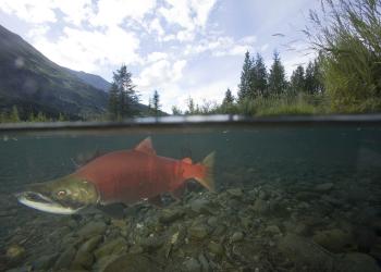 A red salmon swims beneath the surface.