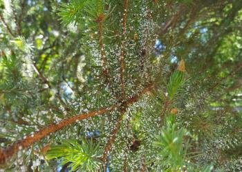 Woolly adelgid on spruce branches