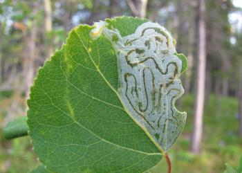Close up of an aspen leafminer mine on an aspen leaf, with a small larva visible inside the mine near the edge of the leaf
