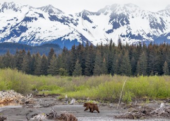 A brown bear walks through a scenic mountain valley.
