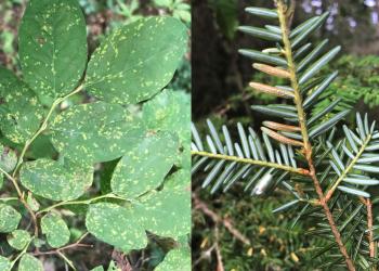 A side by side photo capturing blueberry leaves on the left with spots caused by hemlock blueberry rust and a hemlock branch on the right also infection and showing discoloration