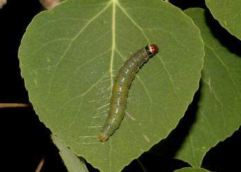 Top down view of a greenish large aspen tortrix on an aspen leaf
