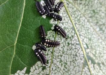 leaf beetle larvae aggregate feeding on a leaf. 