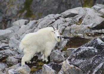 A mountain goat climbs on large rocks.