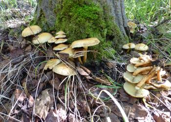 mushrooms growing at the base of a tree