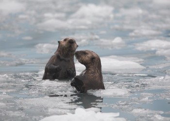 Two otters poke their heads up in icy waters.