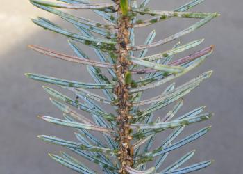 A Sitka spruce branch heavily infested with spruce aphids. 