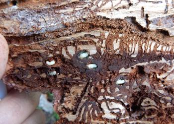 under the bark of a spruce tree with larvae, pupae and galleries they have chewed
