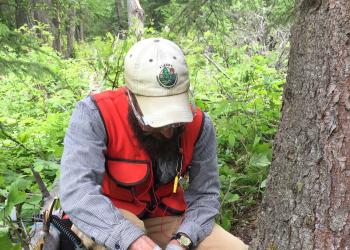 a forest health specialists injects a tree