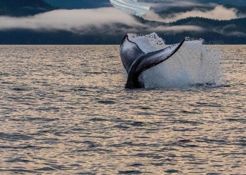 A whale splashes its tail with a glacier in the background.