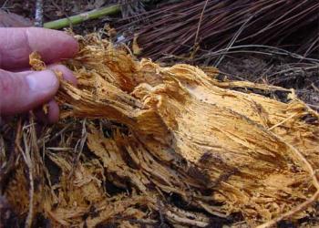 stringy decaying wood