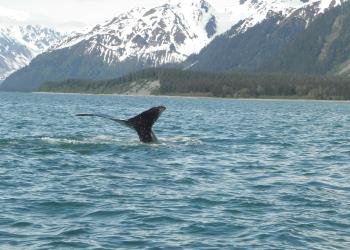 A whale tail emerges in a mountainous bay.