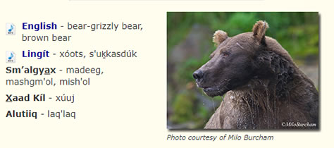 Alaska brown bear names with picture of bear.