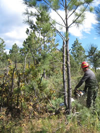 A Tribal member working on a ponderosa pine thinning project on the reservation.